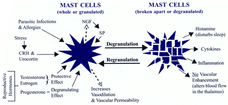 Mast Cell Diagram
